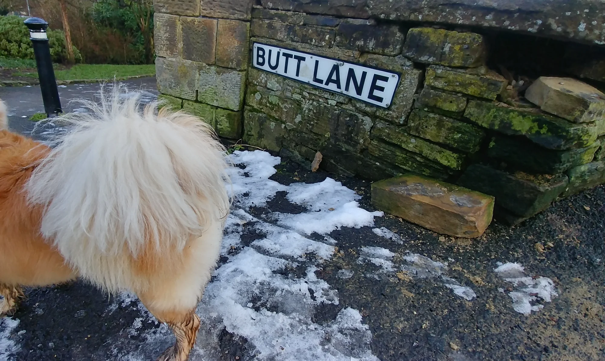 Travel Pup Adventure