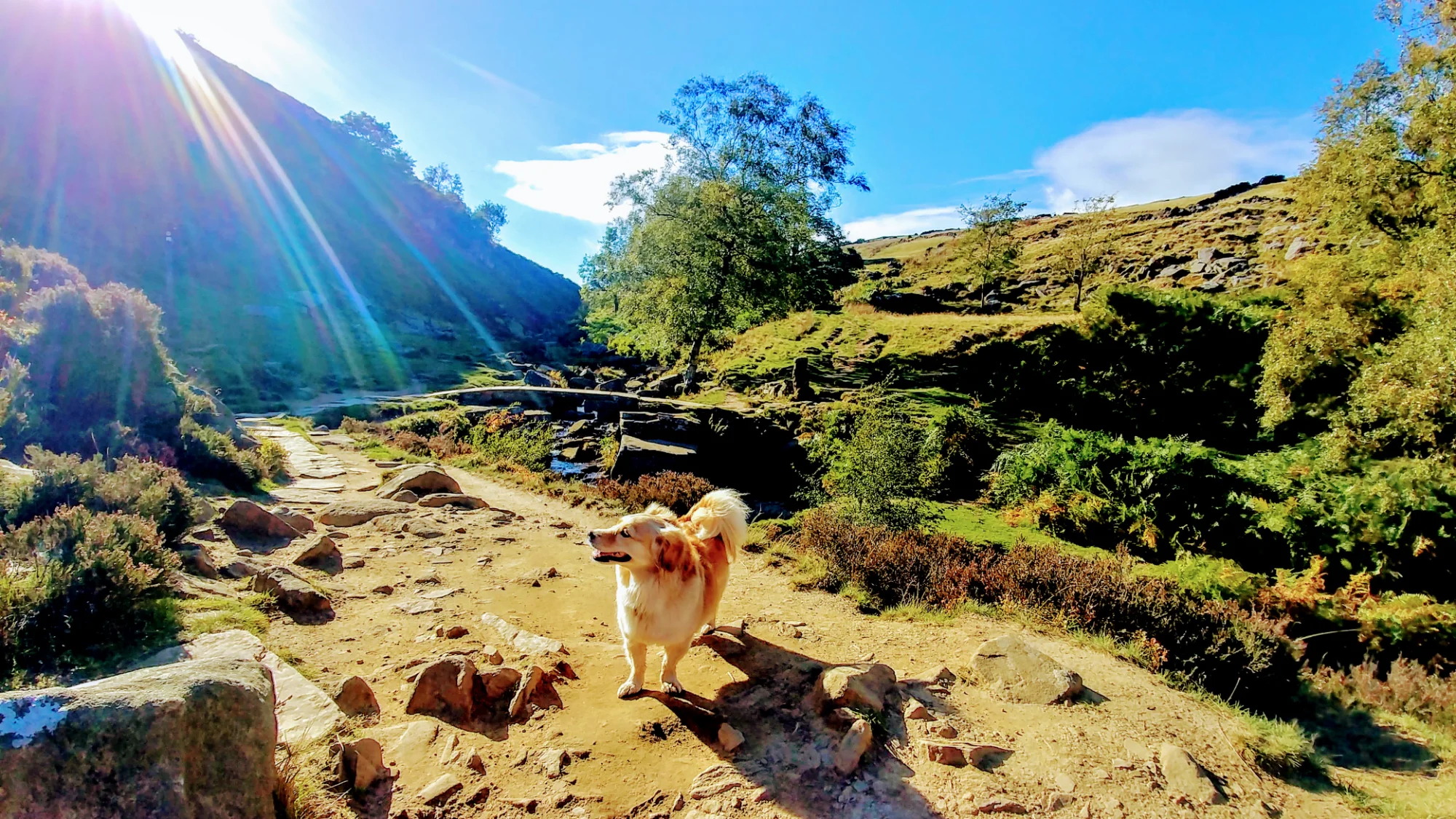 Travel Pup Adventure