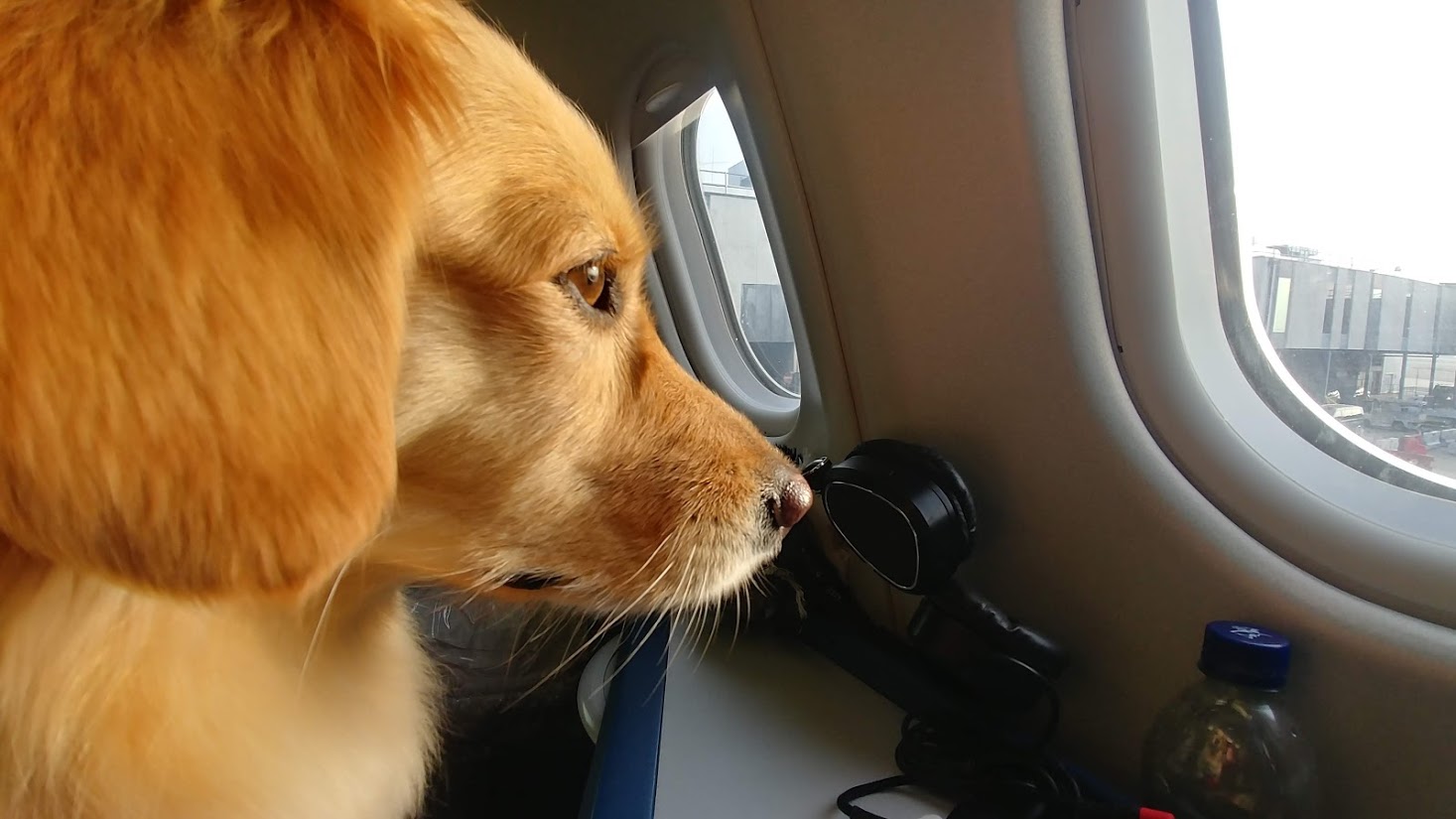 Travel Pup Adventure